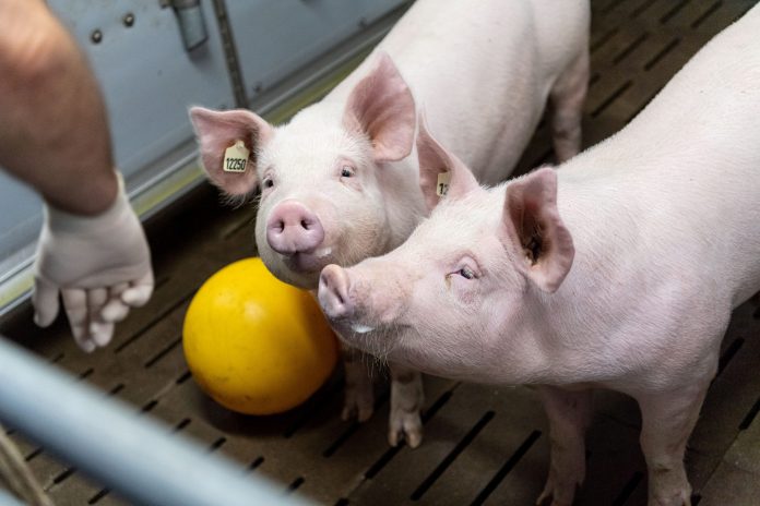 2022-02-03t092429z-1855845694-rc2m5s9ew5kk-rtrmadp-3-health-transplant-pig-germany-scaled