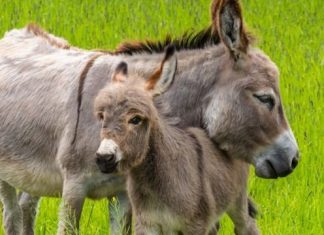 Como os burros mudaram o curso da história humana