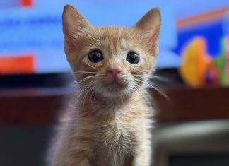 Estamos perto de entender o que os animais querem dizer para nós?