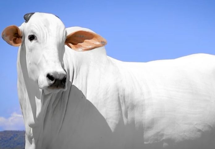 vaca-isis-1